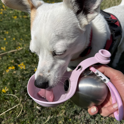 BuddyPup | Dog Water Bottle With Bowl